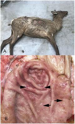 Case Report: Fading Elk Syndrome in a Herd of Captive Elk (Cervus elaphus) in the North American Midwest